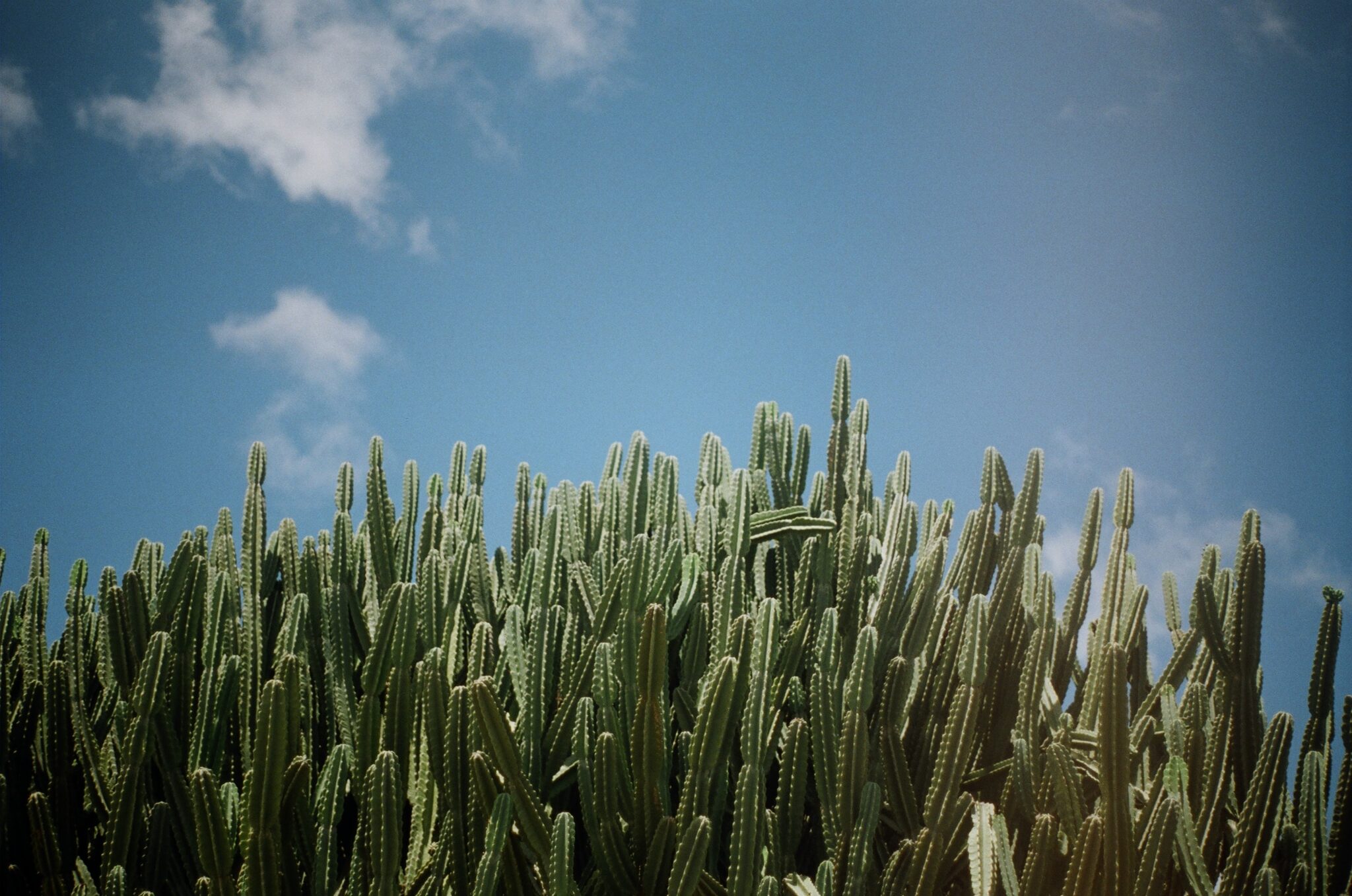 Scaling Achievements Through The Cactus Fluids' Research