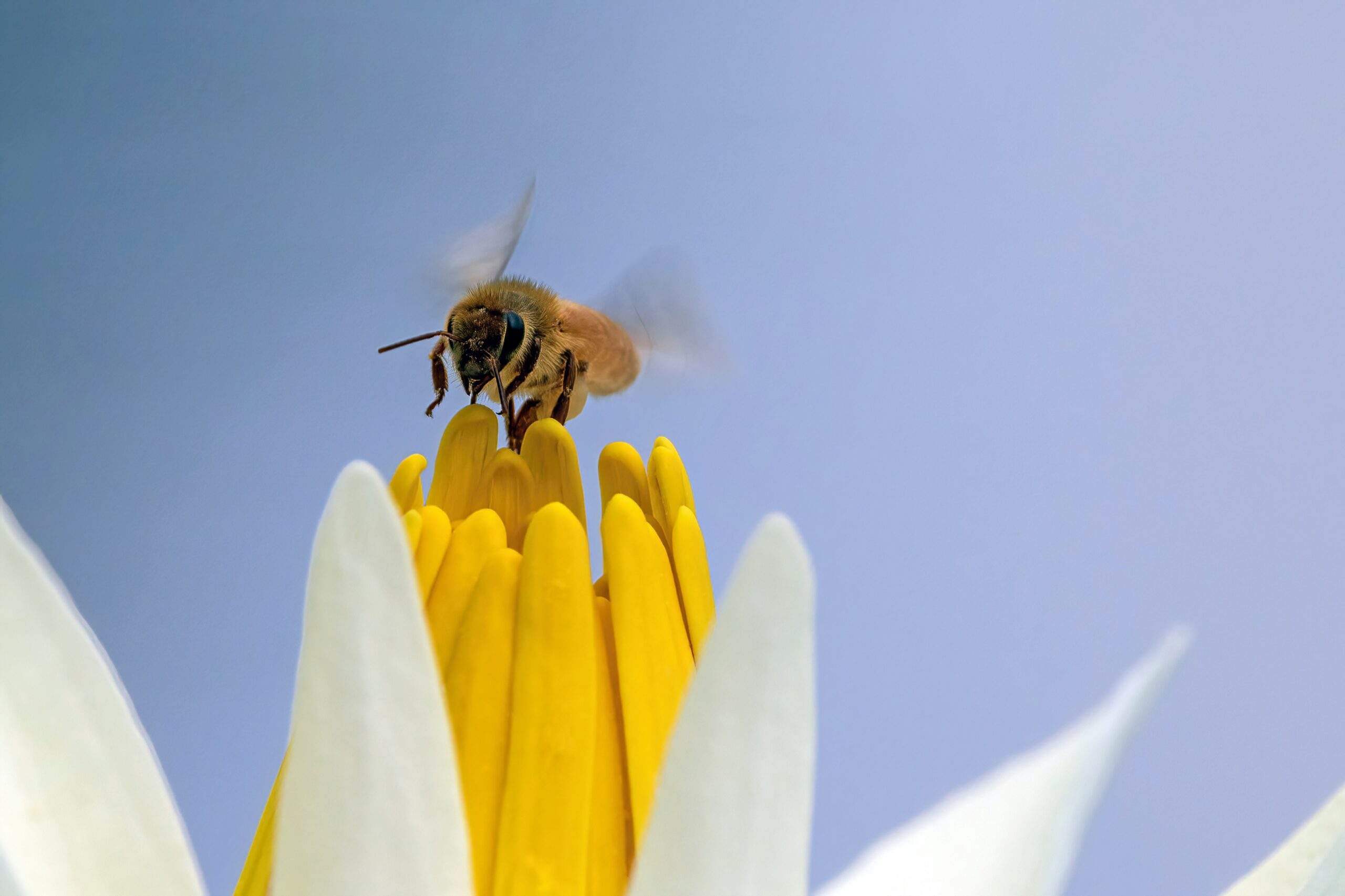 Meta’s Plan for Nuclear-Powered AI Data Center Stalled by Rare Bee Discovery