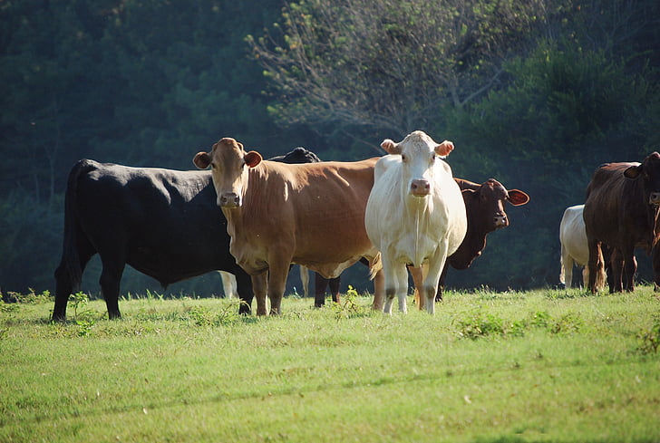 Australia to End Import Ban on US Beef Following Trump Tariff Dispute