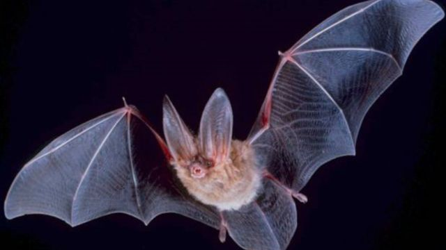 Researcher Develops Bat-Inspired Robots for Search and Rescue Missions