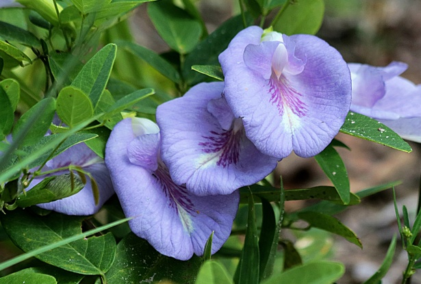 Butterfly Pea Flower Finds New Commercial Life As Indian Farmers And Startups Tap Global Demand