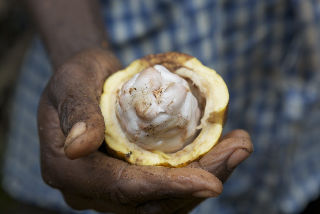 Cocoa Price Collapse Leaves Ghana And Ivory Coast Farmers Unpaid Despite Global Chocolate Price Surge
