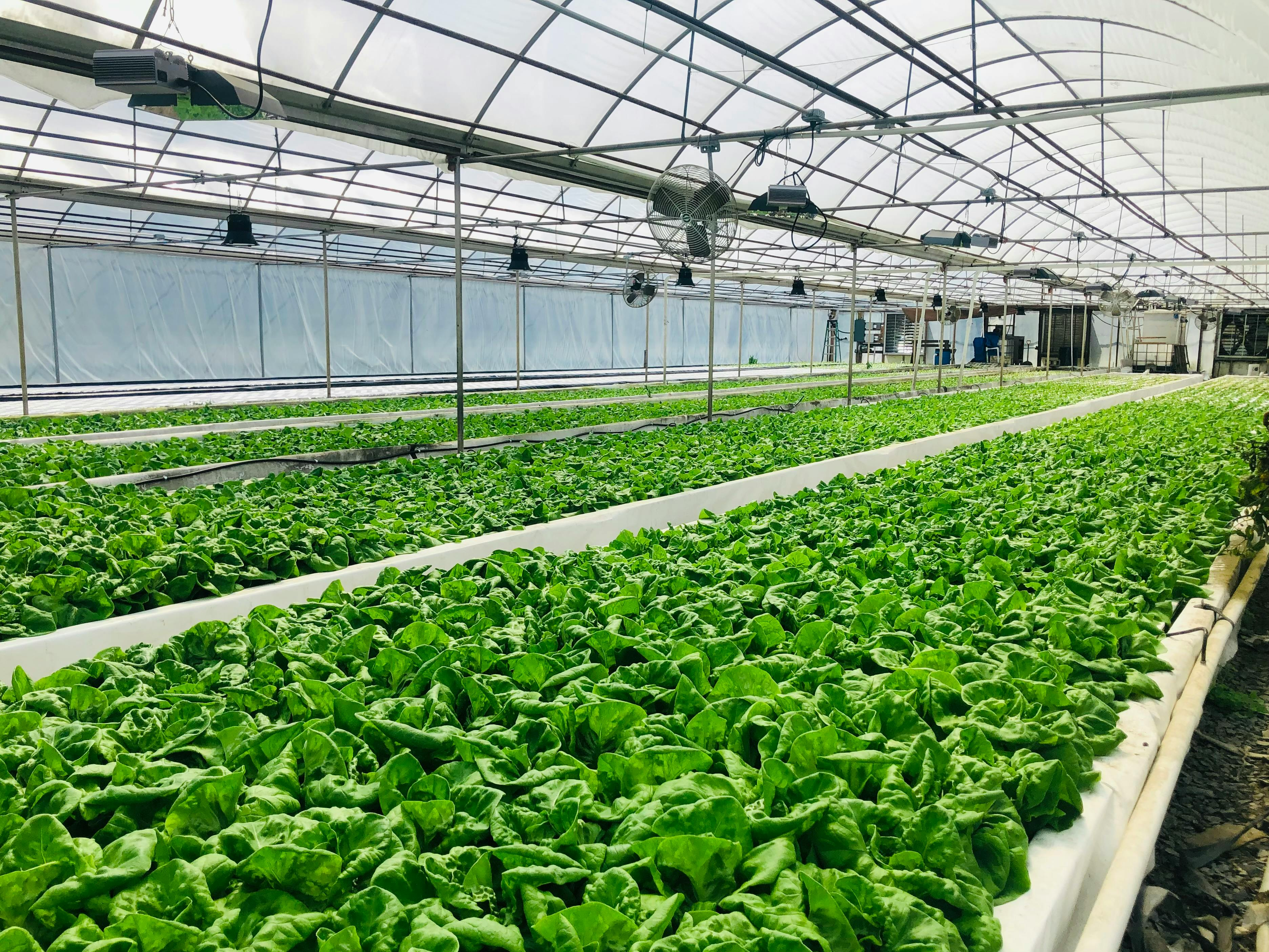 Canopii Develops Autonomous Robotic Greenhouses Designed To Shorten Produce Supply Chains