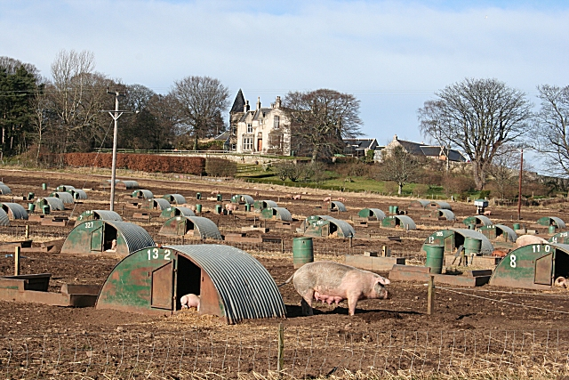 African Swine Fever Outbreak Cuts Spanish Pork Exports And Farmer Income Despite Containment Efforts