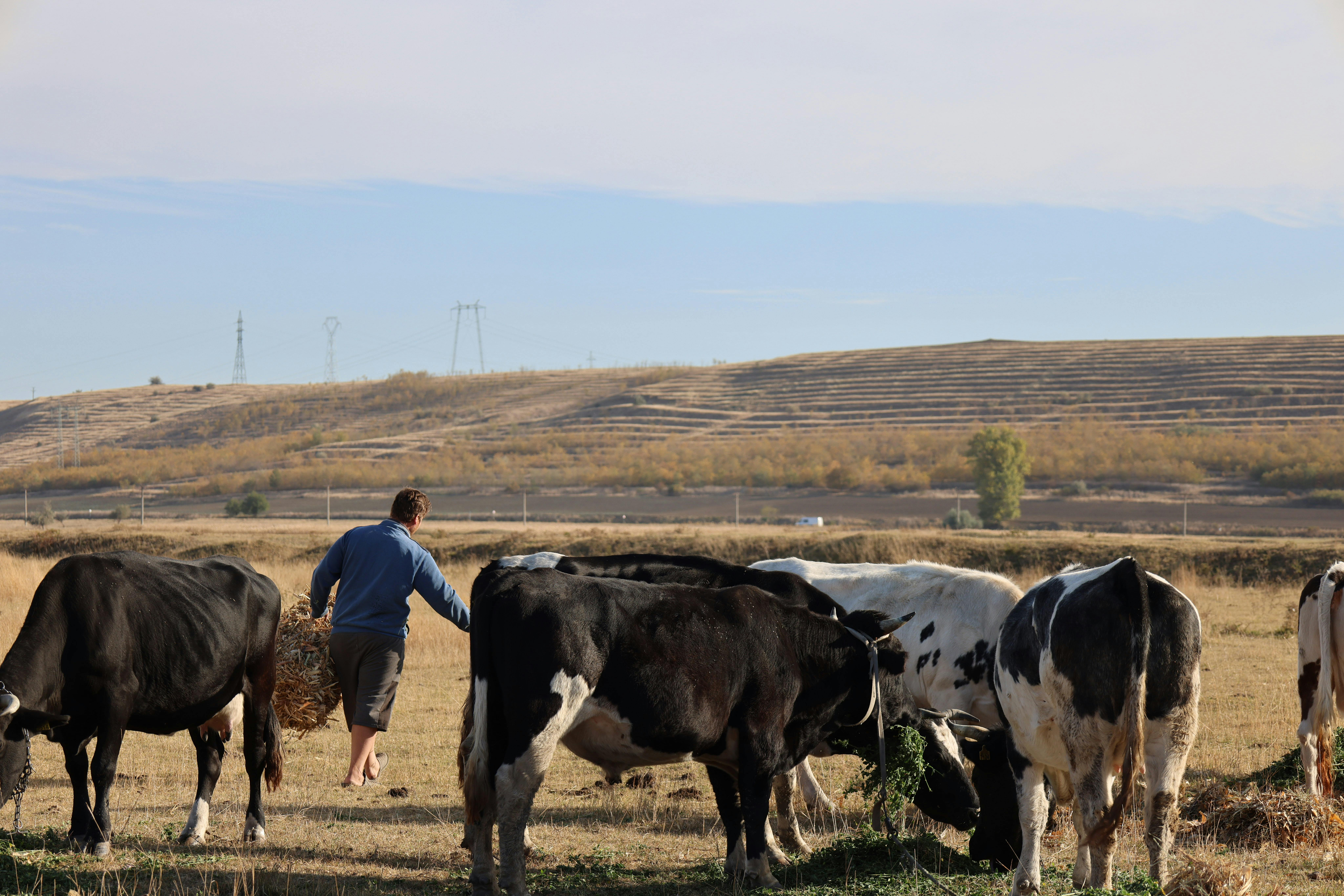 Halter Raises $220 Million To Expand Virtual Fencing Tech For Cattle Management