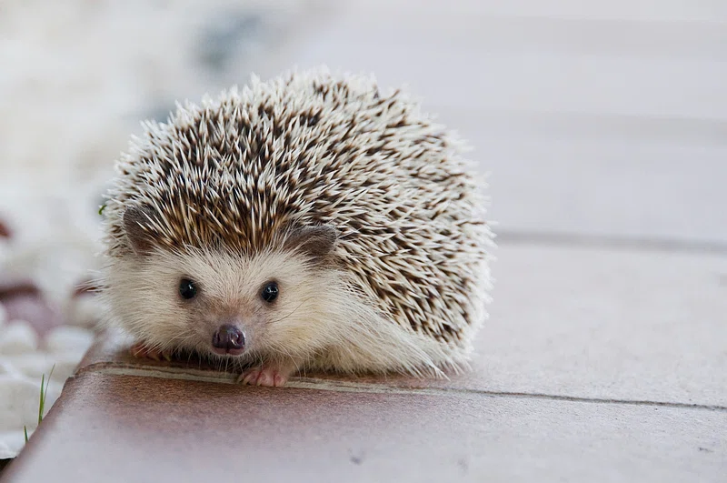 University Of Cambridge Deploys Geospatial AI Foundation Model To Map Declining Hedgehog Habitats