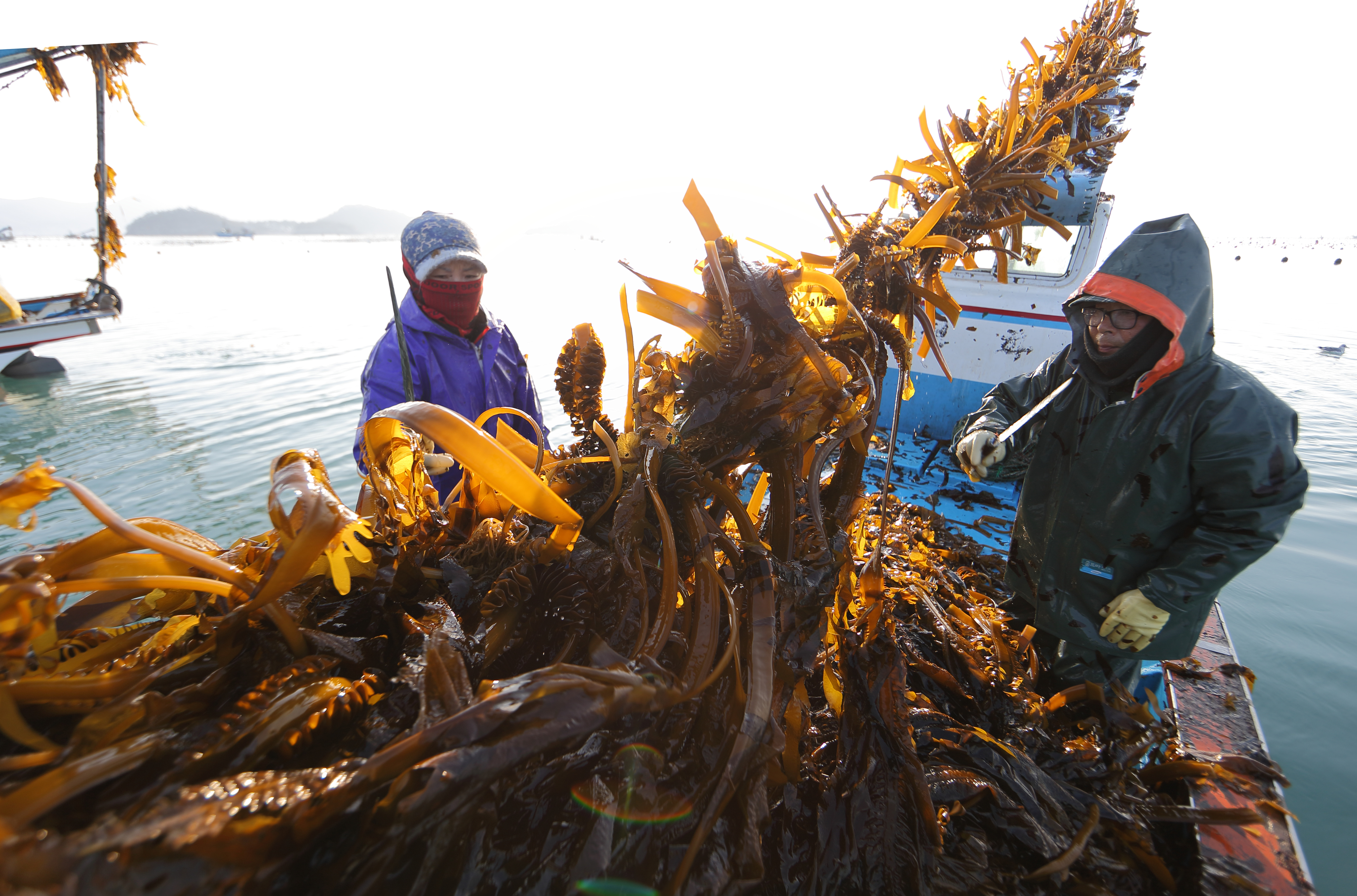 Former Manhattan worker farms sugar kelp off Connecticut, pitches seaweed as sustainable food and coastal lifeline