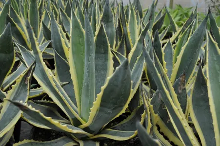 India’s Wild Agave Creates New Income And Production Opportunities