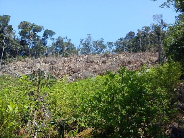 Colombia’s Coca Substitution Programmes Struggle as Farmers Return to Cultivation