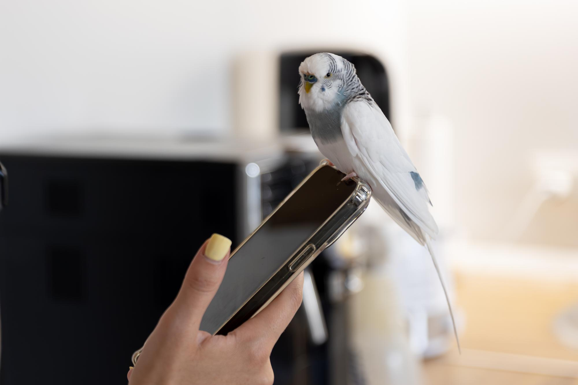 AI Bird Identification Apps Bring New Audiences to Birdwatching