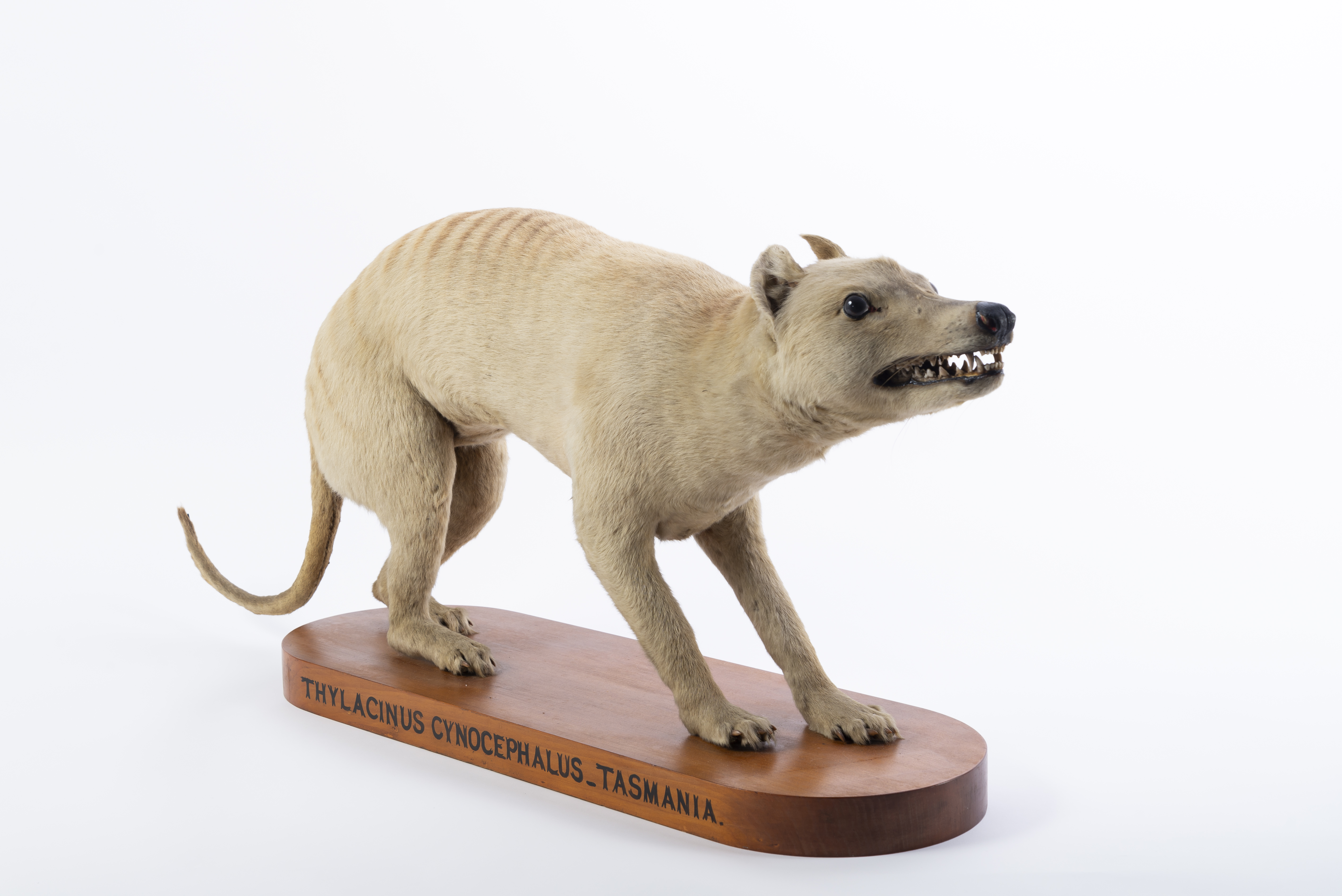 Taxidermy Head Bought for £50 Sells for More Than £60,000 After Thylacine Identification