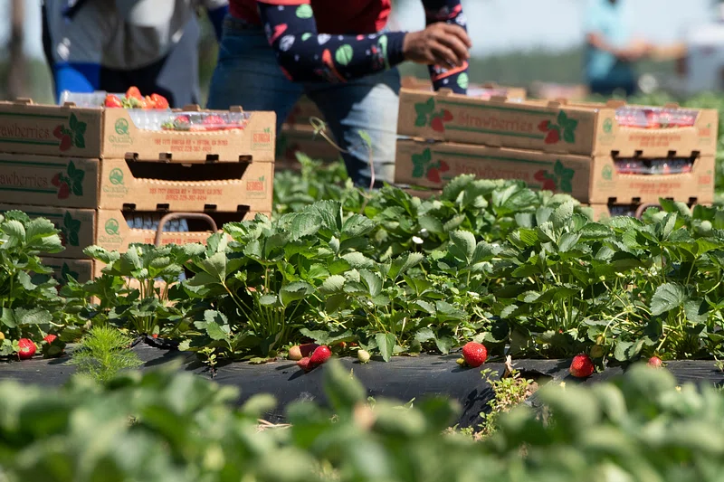 Indian Strawberry Farmers Turn to Science and Hydroponics as Weather Risks Grow