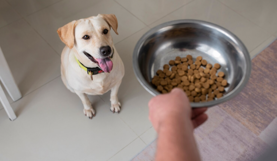 Hoomanely Uses AI Feeding Station to Track Changes in Dogs’ Health