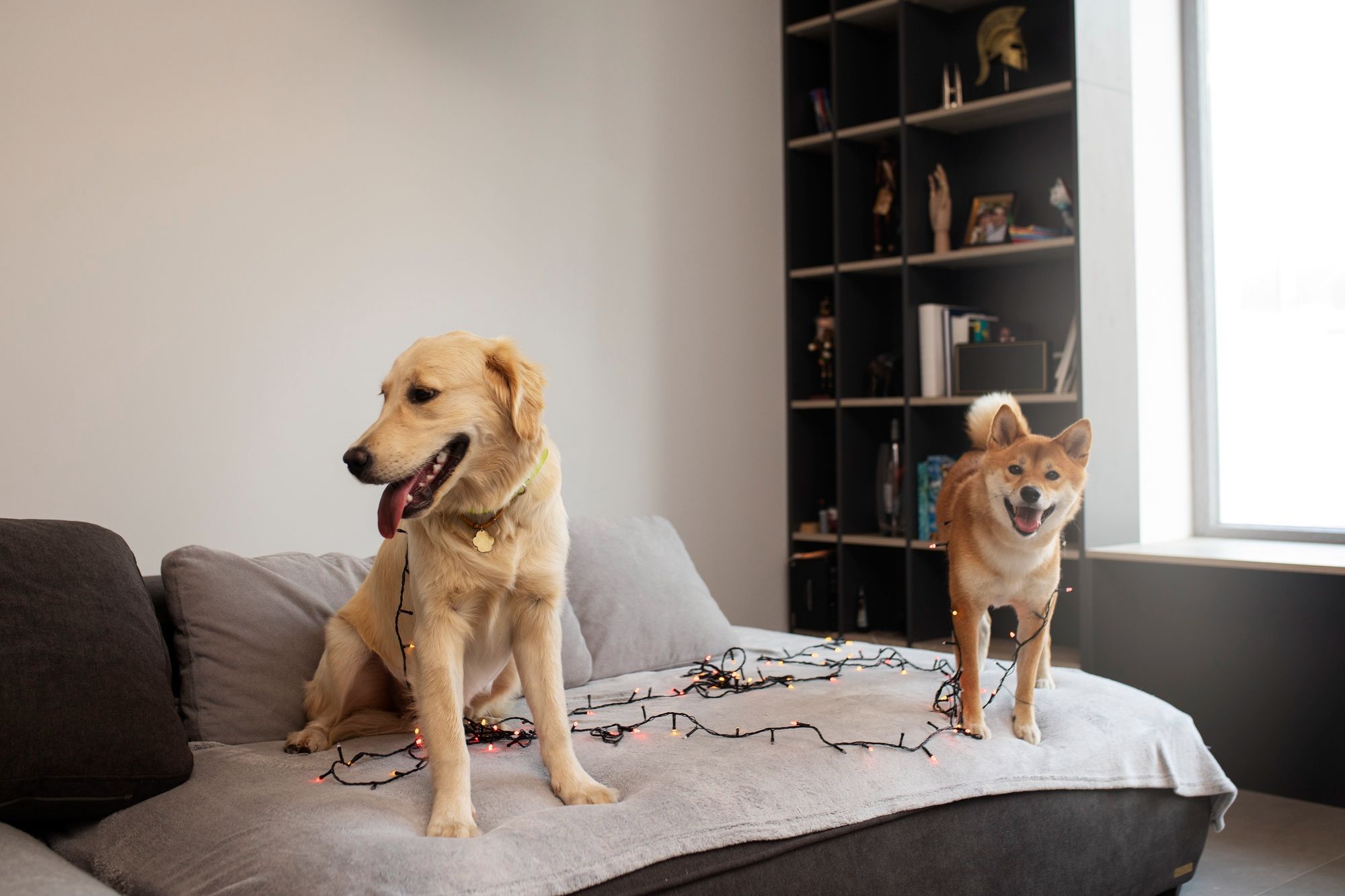 Levoit Vital Pet Pro Targets Pet Hair and Odors With Auto-Cleaning Filter