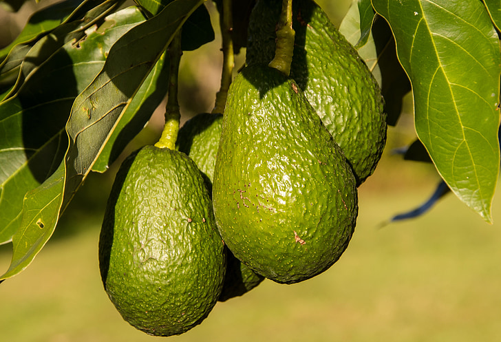 India’s Avocado Market Expands as Farmers Increase Domestic Production