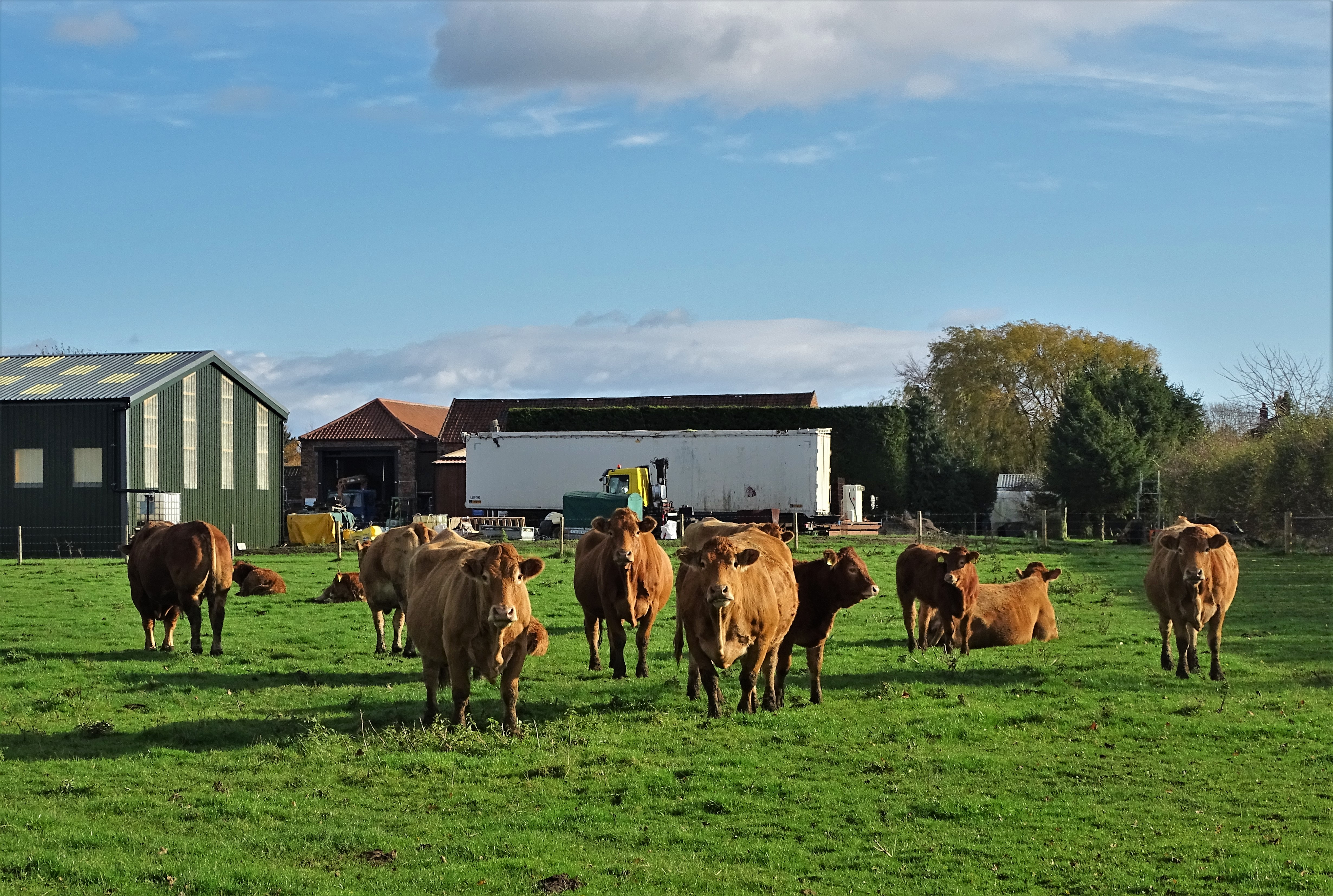 UK Politicians Call for Bluetongue Taskforce as Cases Rise Across England