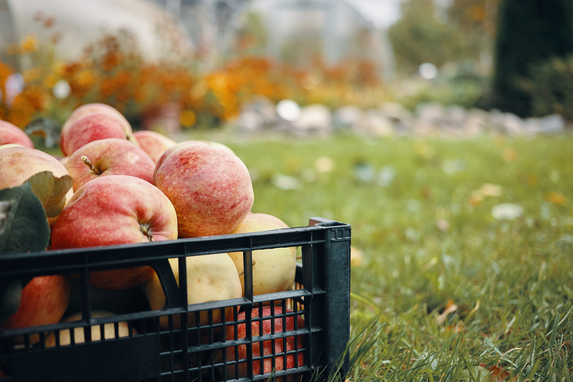 AI Harvest Forecasting Tools Help Fruit Growers Predict When Crops Will Be Ready